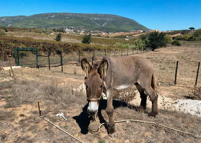 Quinta do Selão
