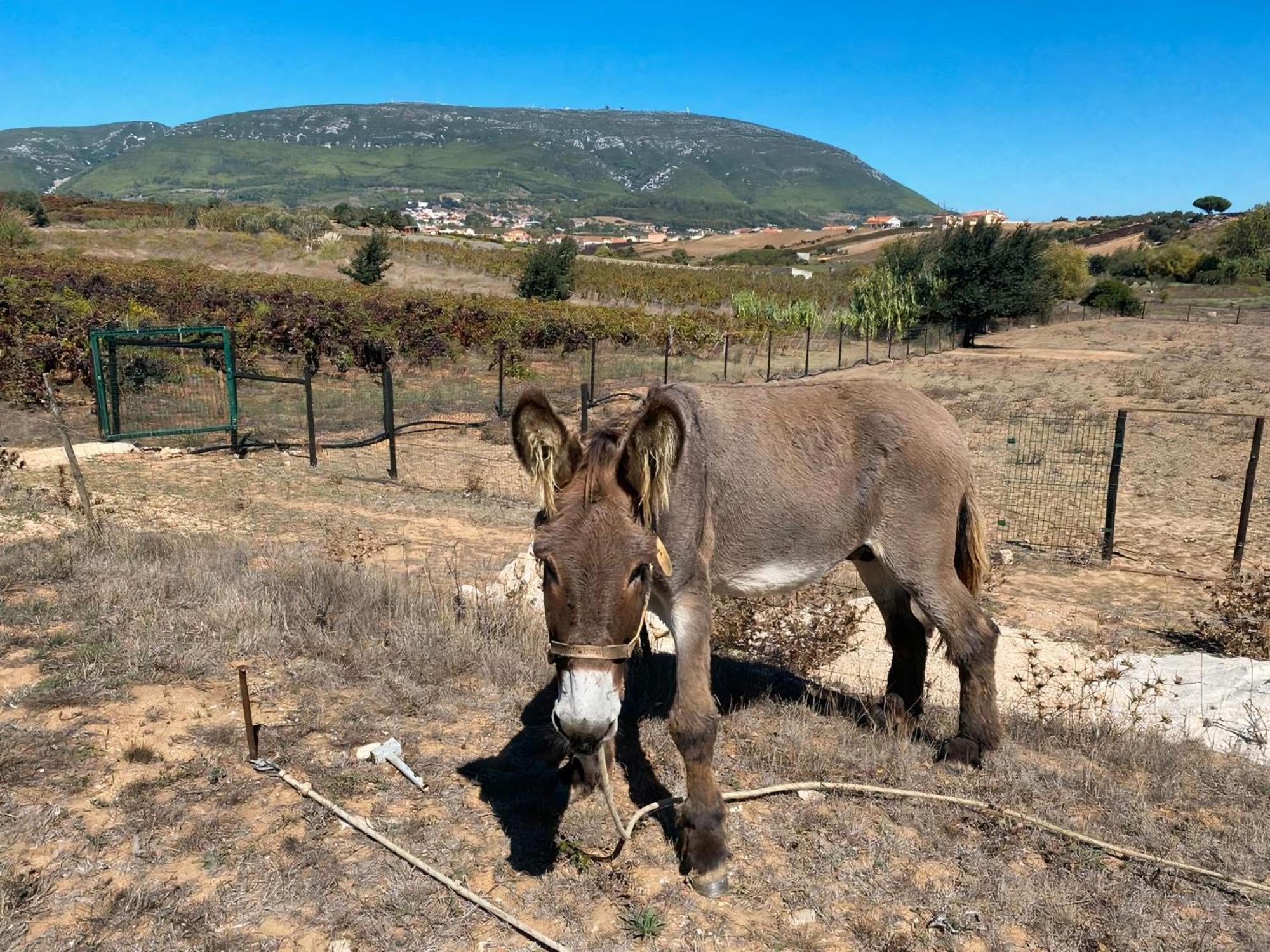 Quinta Do Selão Cabanas de Torres
